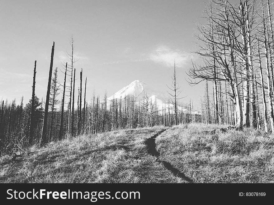 Forest and snow covered mountain