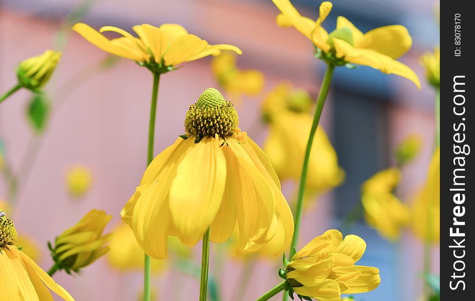 A closeup of flowers with yellow petals. A closeup of flowers with yellow petals.