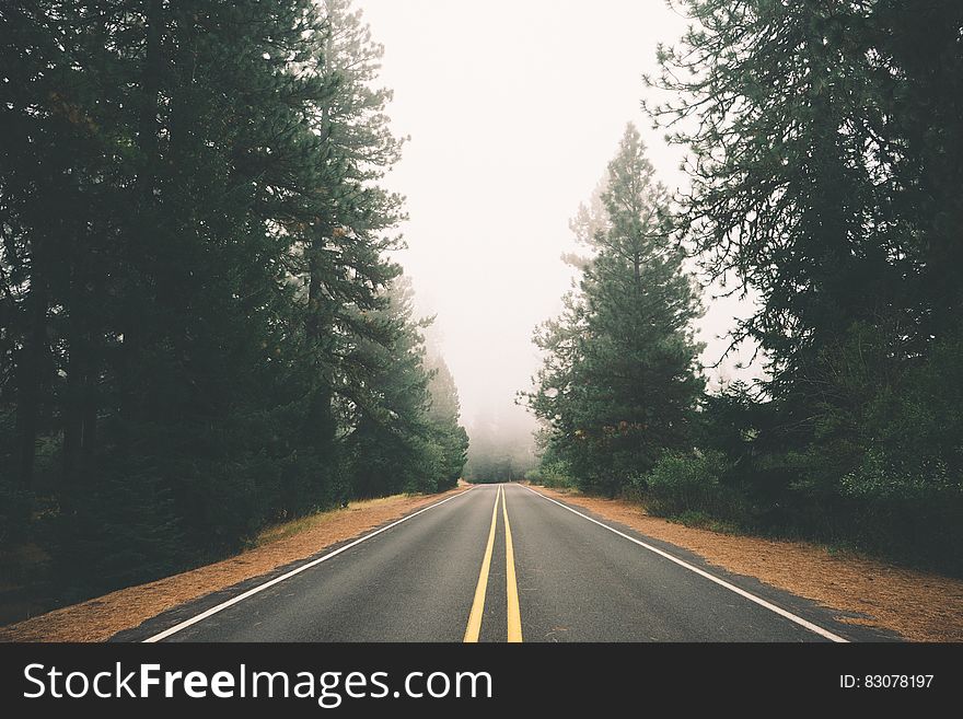 View of a road in the middle of the forest. View of a road in the middle of the forest.