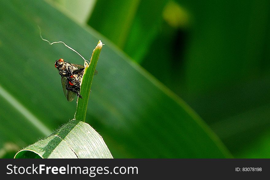 Insect macro sitting on green plant. Insect macro sitting on green plant