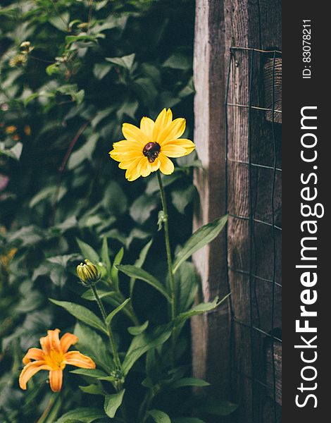 Yellow and Black Flower Infront of Brown Wood Frame Fence