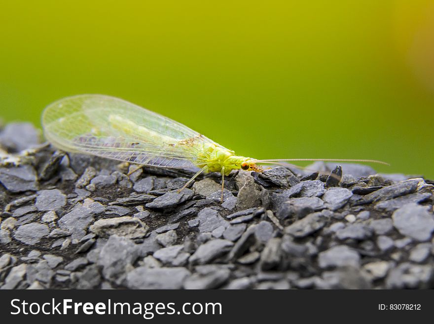 Green Small Insect on Rock