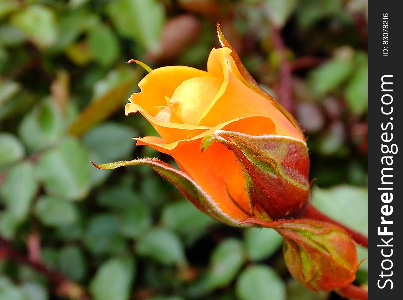 Orange blooming rose bud. Orange blooming rose bud