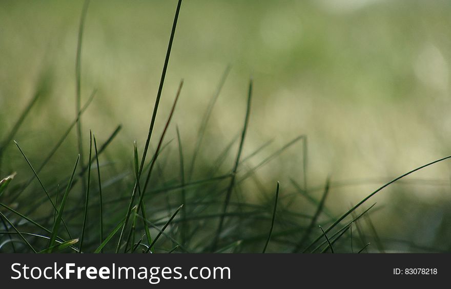 A closeup of blade of grass. A closeup of blade of grass