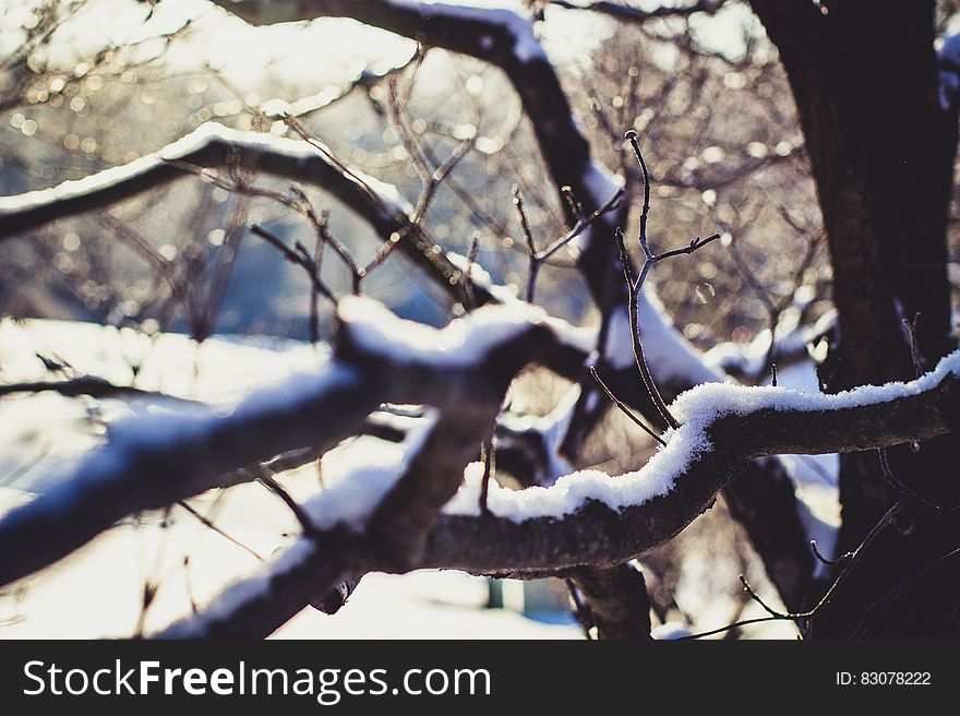 Wither Tree With Snow on Branch