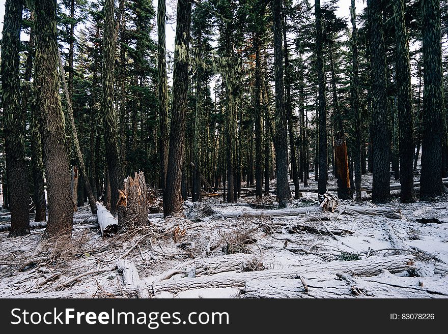 Chopped trees covered by snow in winter - deforestation.