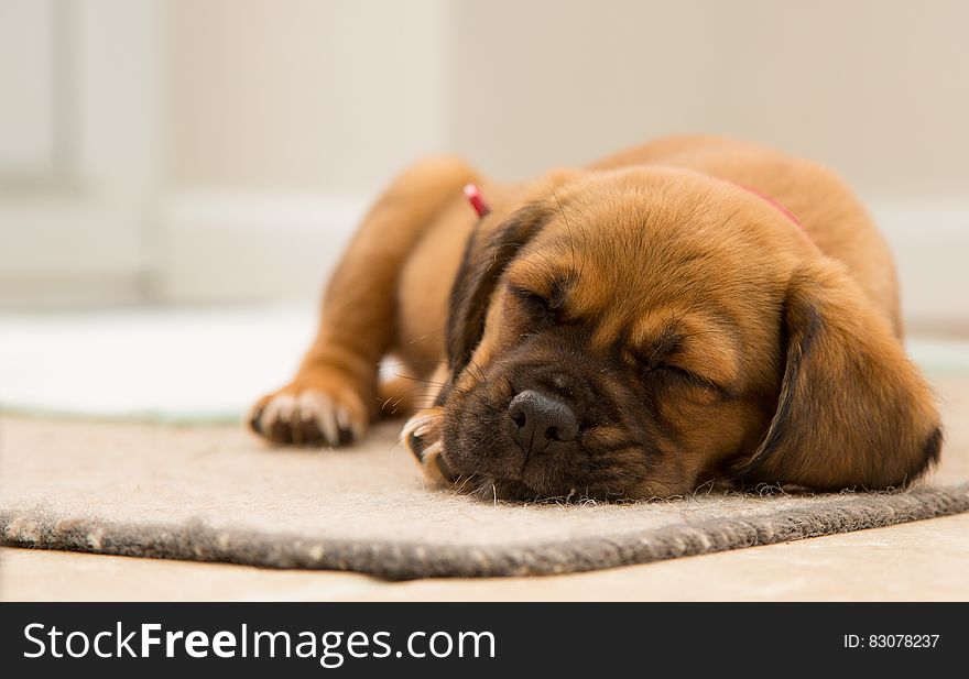 Cute Puppy Sleeping