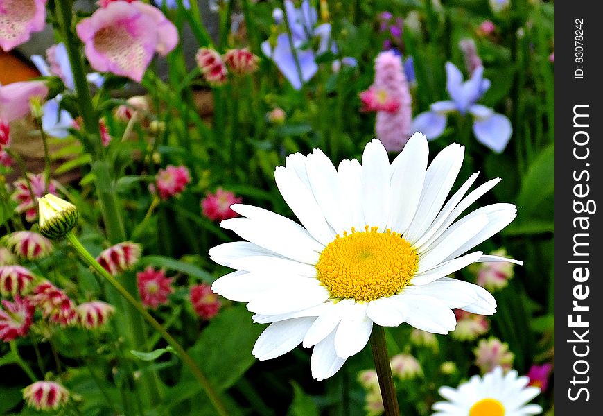 A closeup of a daisy surrounded by other flowers in the garden. A closeup of a daisy surrounded by other flowers in the garden.