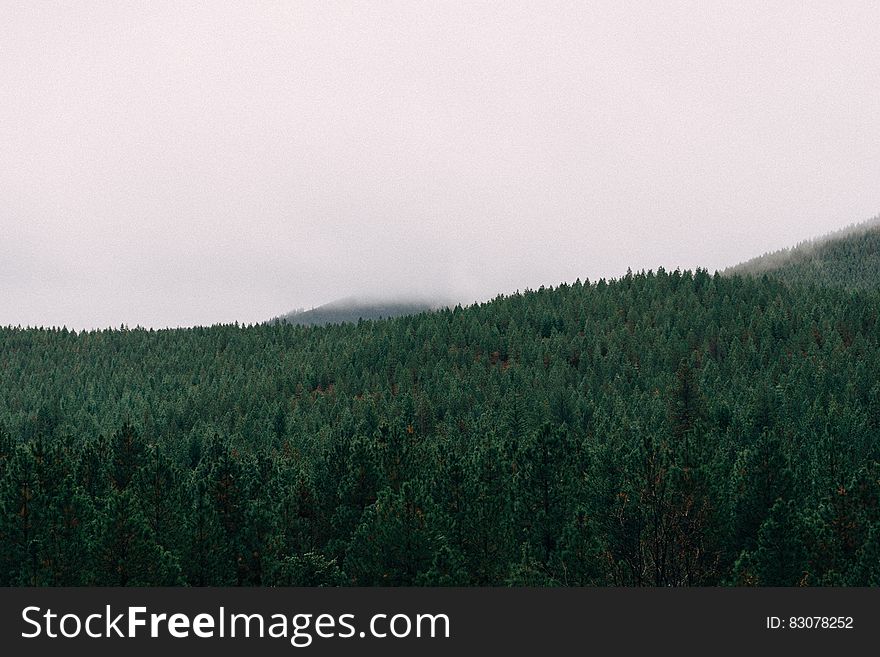 Aerial view over green foggy forest