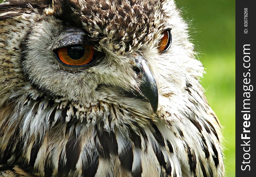 A close up of an eagle owl.