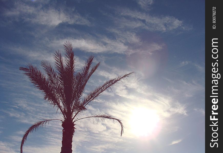 A palm photographed from distance with sky above. A palm photographed from distance with sky above