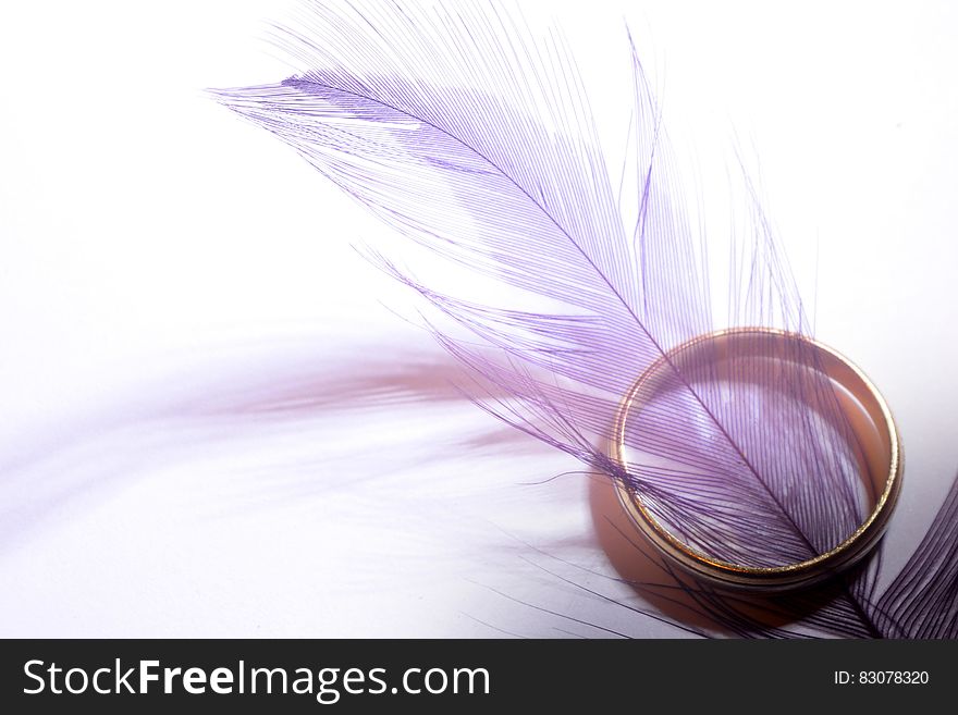 A closeup with a feather colored in violet. A closeup with a feather colored in violet.