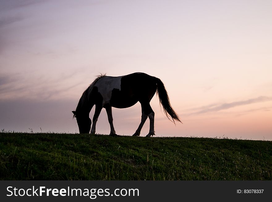 Horse grazing on pasture with sunset in the background. Horse grazing on pasture with sunset in the background.