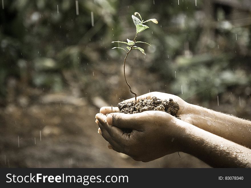Person Handing Green Plant