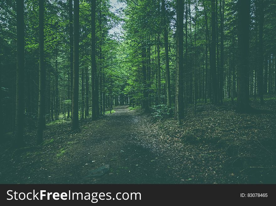 Deep dark green forest with tall trees. Deep dark green forest with tall trees