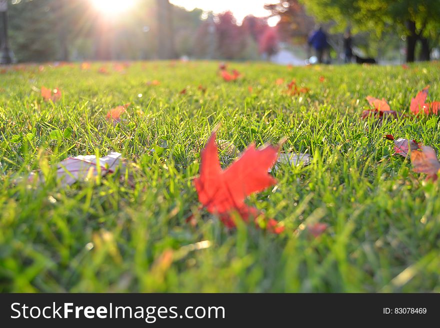 Warm sunlight and focus on autumn leaves on green grass in park.
