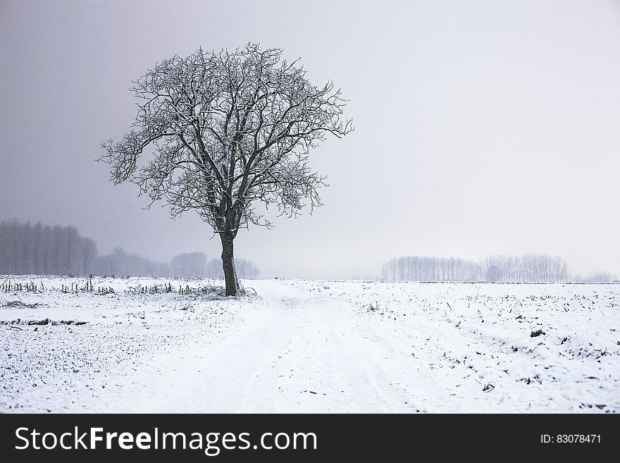 This picture features a tree in a beautiful winter setting. The single snow covered tree stands in the middle of a wide and open snow covered field. In the background behind some fog a little forest and trees are visible. This picture features a tree in a beautiful winter setting. The single snow covered tree stands in the middle of a wide and open snow covered field. In the background behind some fog a little forest and trees are visible.