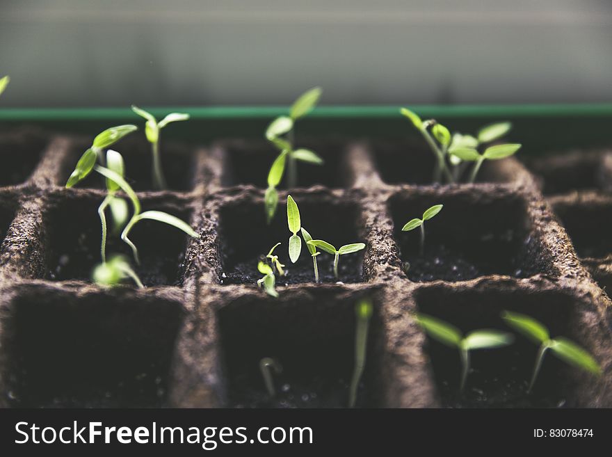 Green Plant Sprout