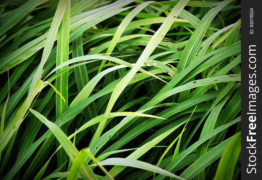 Green Tall Grass