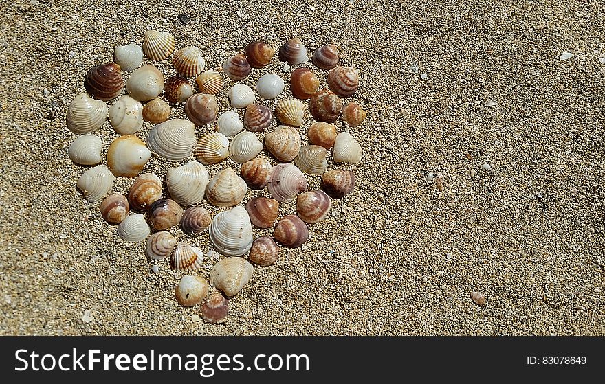 Heart Shape Sea Shells on Brown Beach Sand