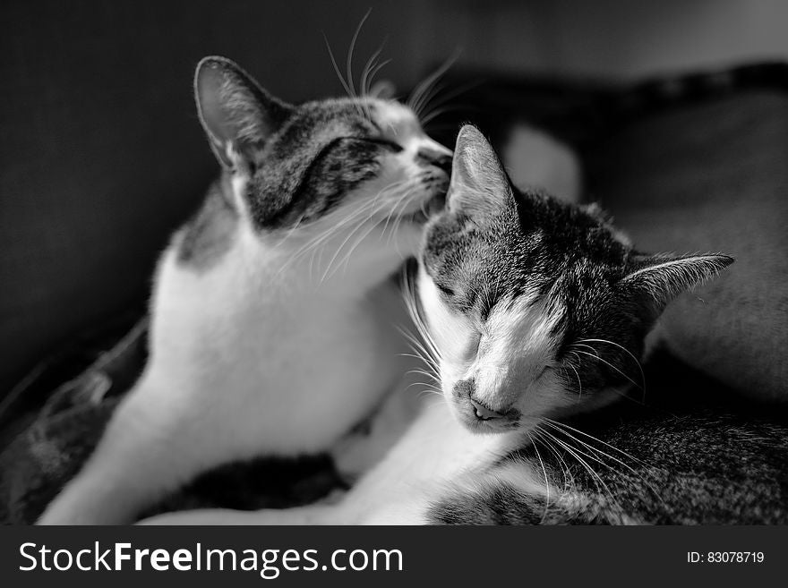 Cats in Gray Scale Photo
