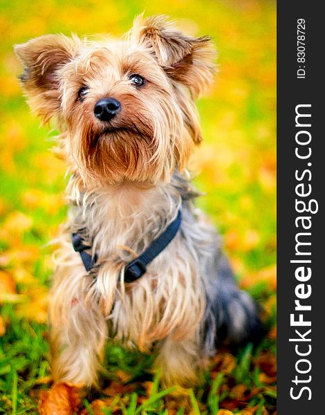 Cute Yorkshire Terrier dog outdoor in autumn