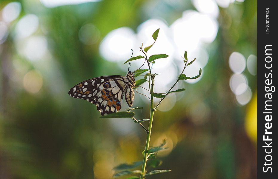 Brown Black White Butterfly On A Green Leaf Plant Close Up Photography