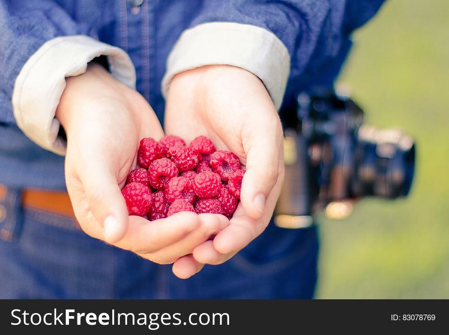 Person &#x27;s hand holding raspberries. Person &#x27;s hand holding raspberries.