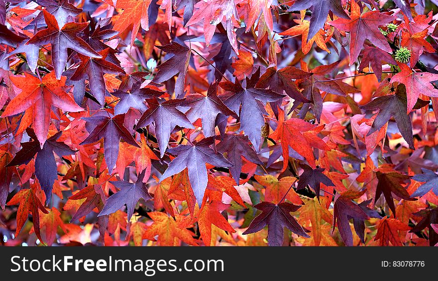 Maroon and Red Leaf in Close Up Photography