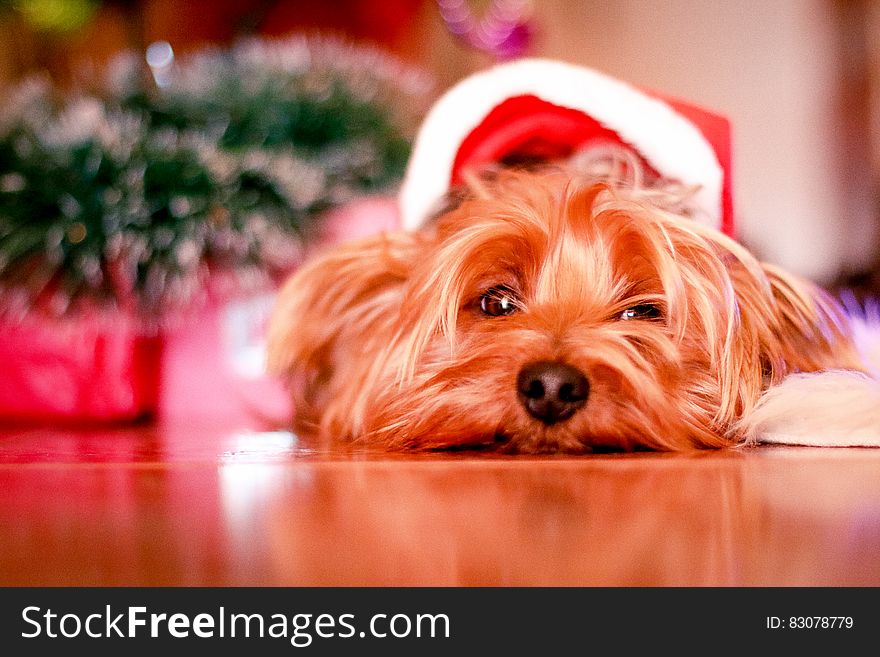 Christmas Yorkshire Dog