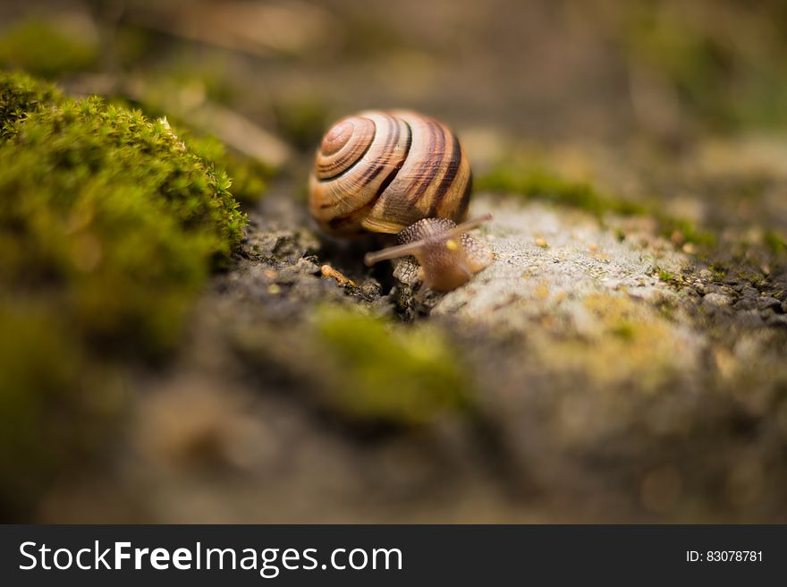 Snail on mossy ground closeup. Snail on mossy ground closeup.