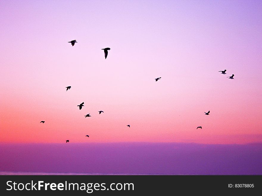 Flock of birds flying at sunset.