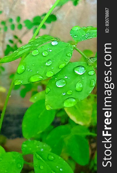 Green Leaf Plant With Water Droplets during Daytime