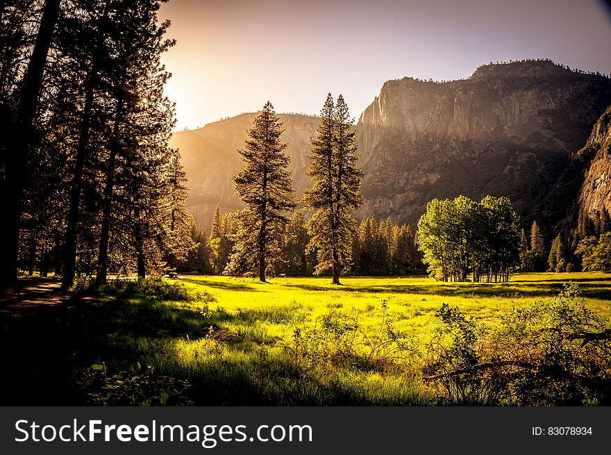 Green Grass Field And Green Tress During Day Time