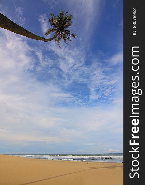 Coconut Palm Tree Near Seawater Waving On Sand Under Blue Sky And White Clouds During Daytime