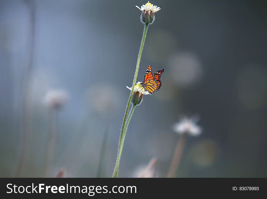 Black and Orange Butterfly on White Petal Flower