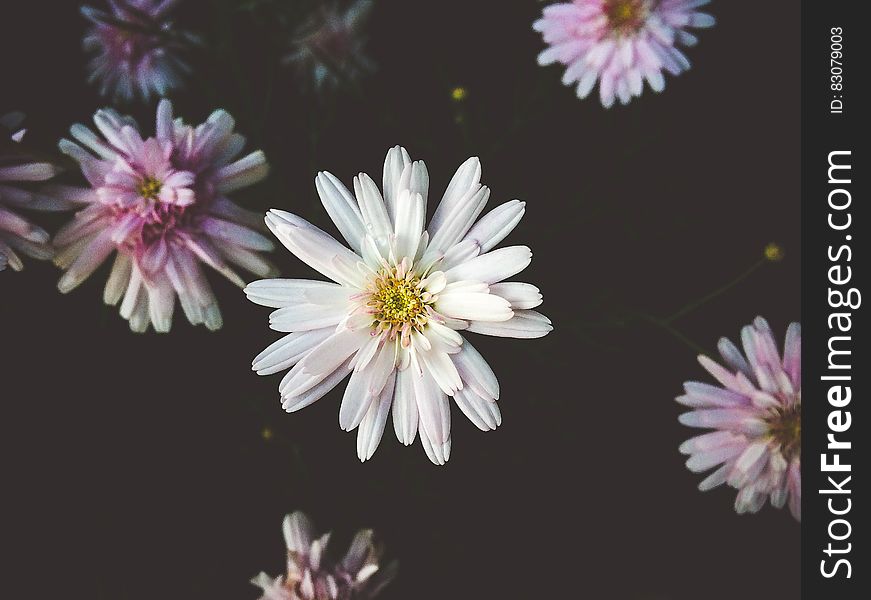 Pink and white chrysanthemum flowers against black background.