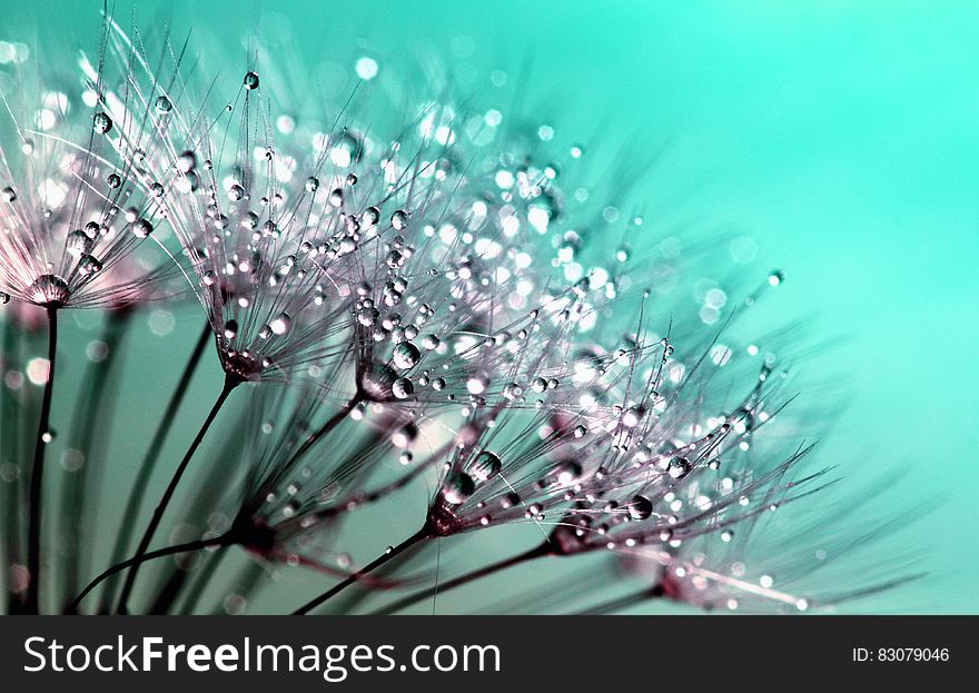 Petaled Flowers With Dew Drops on Close Up Photography