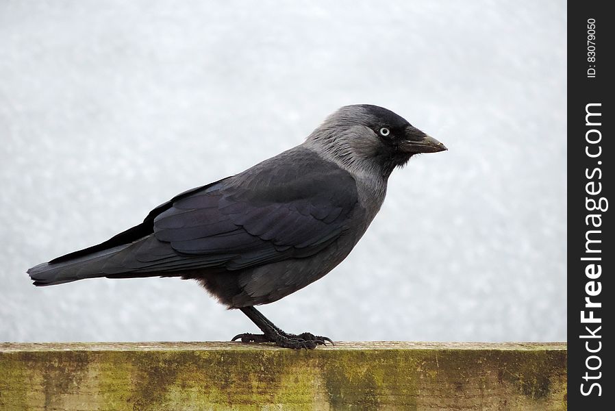 Black and Grey Bird