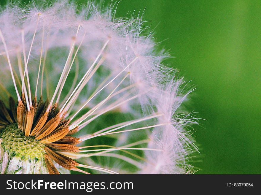 Closed Up Photograph of Dandelion Seeds