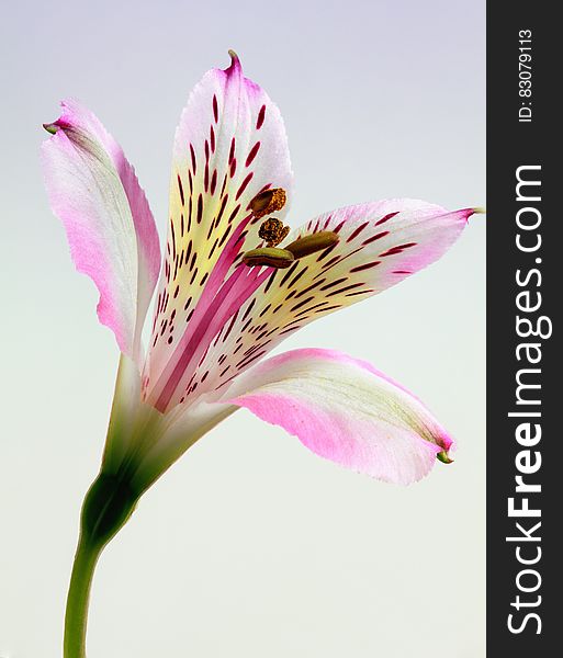 Shallow Focus Photography Of Pink And White Petal Flower