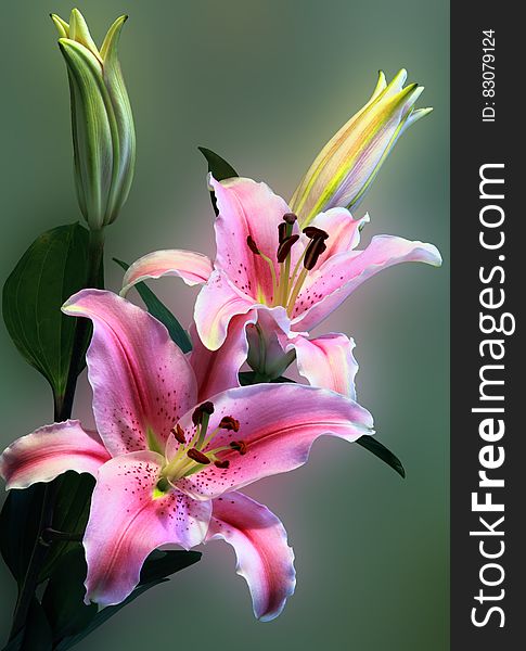 Pink Tiger Lily on Bloom