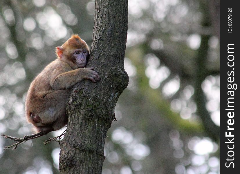 Brown Monkey On Green Tree Trunk