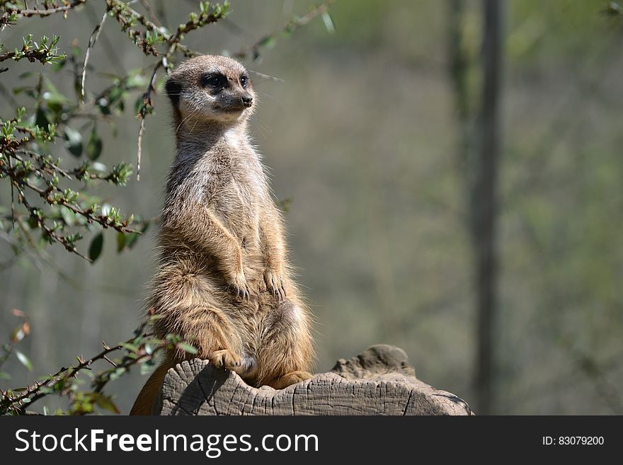 Brown And White 2 Legged Animal Standing On Tree Branch