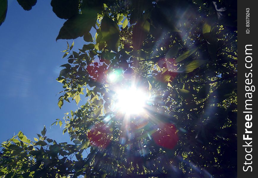 Worm&#x27;s Eye View of Red and Green Outdoor Plant With Sunlight Painting