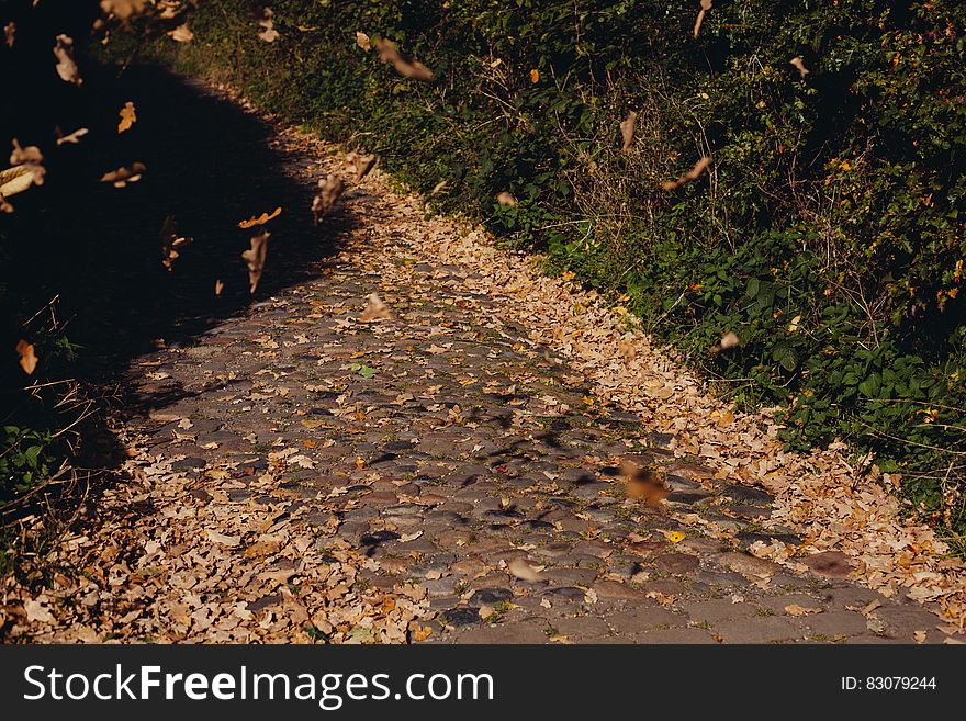 A path covered by fallen leaves in Autumn. A path covered by fallen leaves in Autumn.