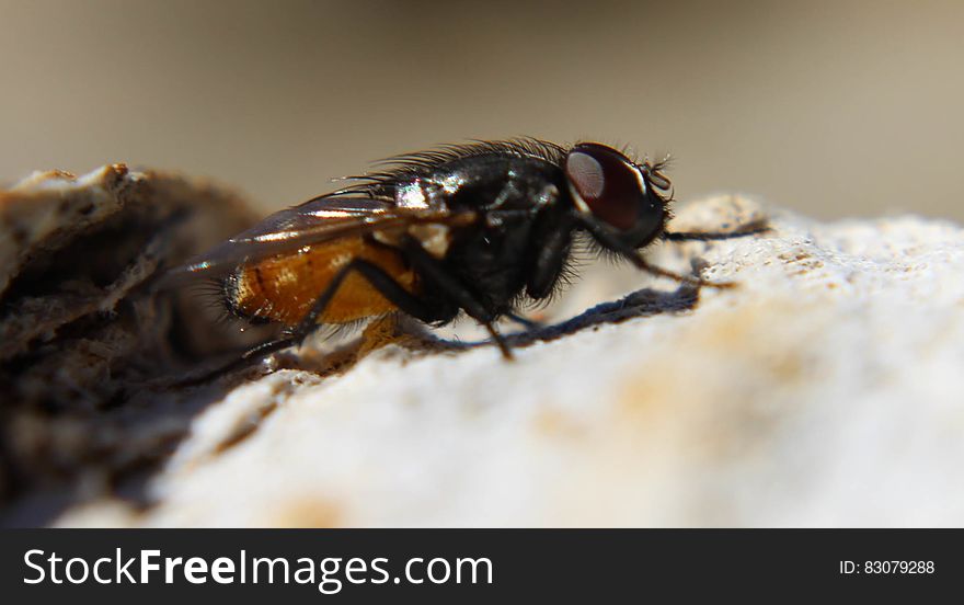 Black Fly on Rock in Macro Photography during Daytime