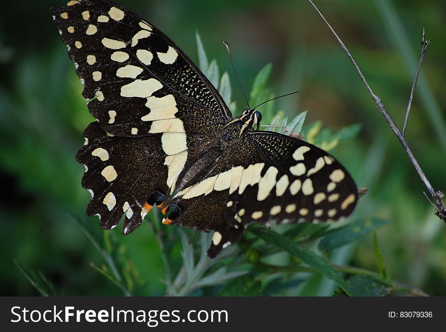 Black And White Butterfly On Leaf