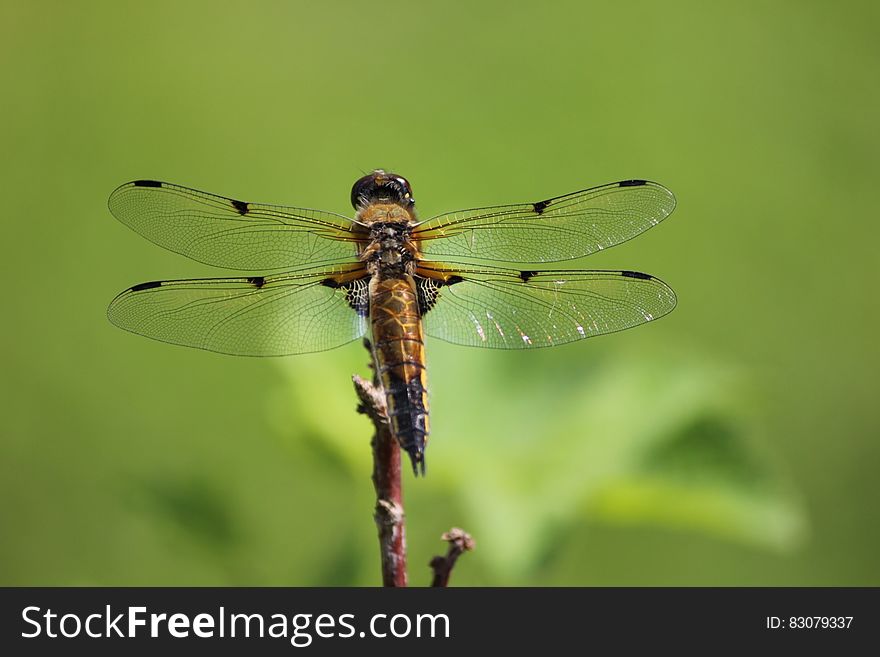 Brown and Black Dragonfly