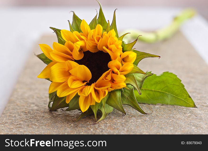 A closeup of a sunflower lying on a table. A closeup of a sunflower lying on a table
